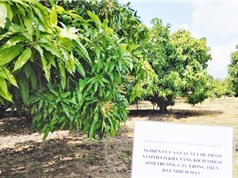 TPHCM: Sản xuất chế phẩm vi sinh cho cây trồng trên đất nhiễm mặn